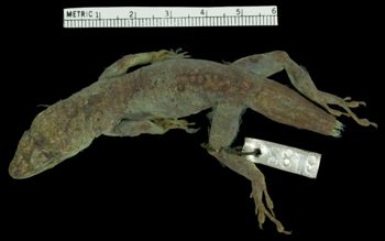 Media type: image;   Herpetology R-6183